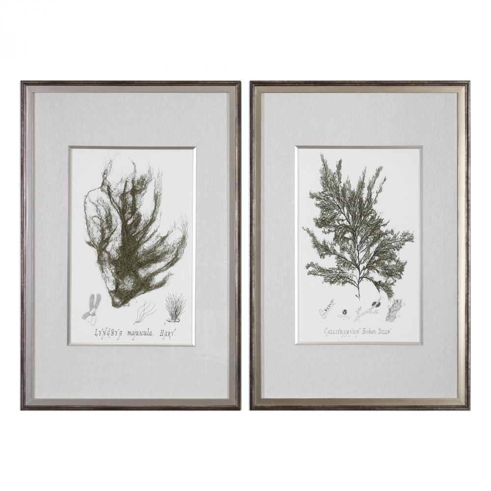 Uttermost Sepia Seaweed Prints S/2