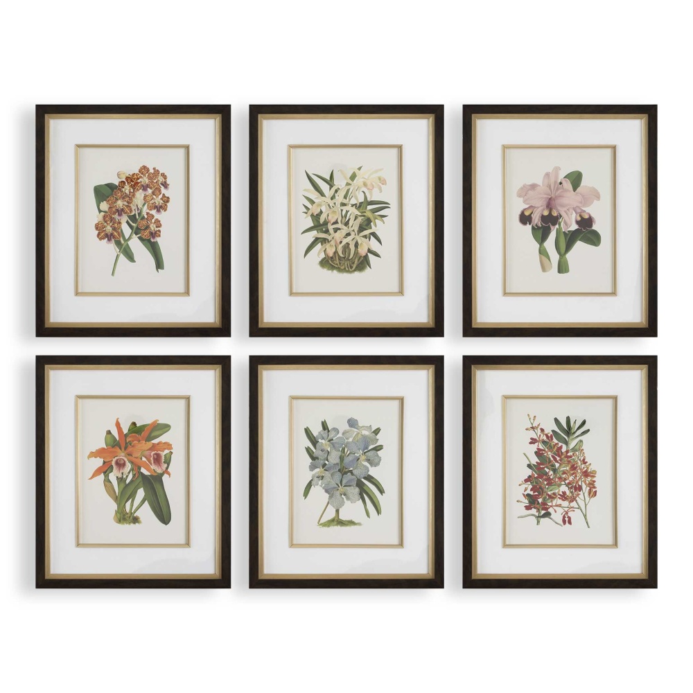 Uttermost Orchid Botanical Framed Prints Set/6